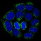 Anti-Bad Rabbit Monoclonal Antibody